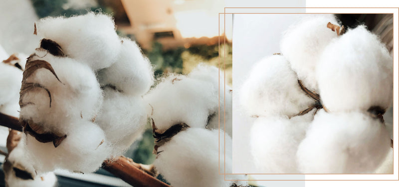The Benefits of Organic Cotton